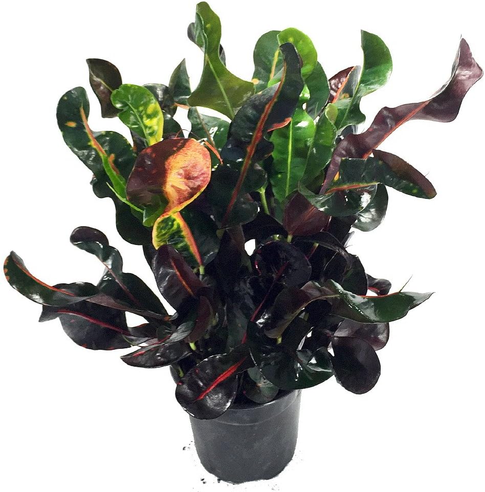 Dreadlocks Croton - 6" Pot - Colorful House Plant - Easy to Grow