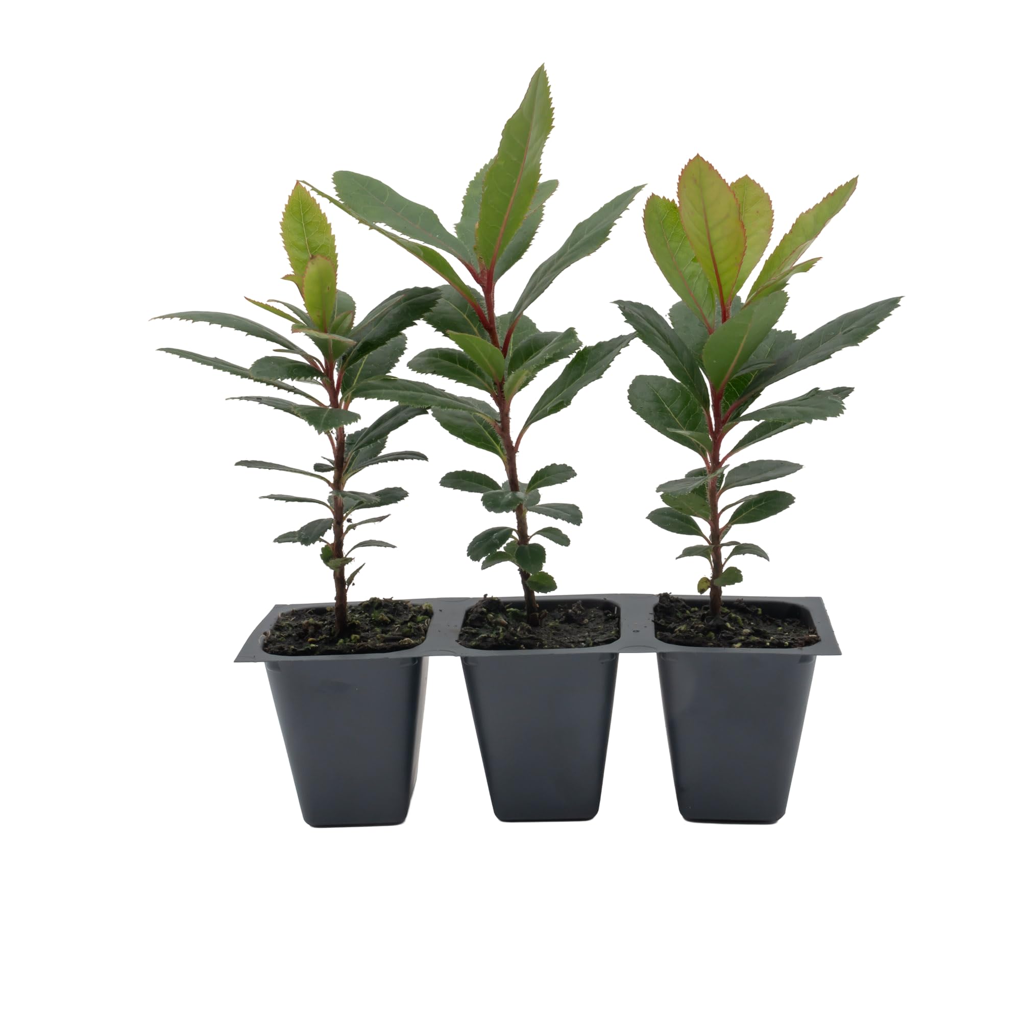 3 Arbutus Unedo Live Strawberry Tree Plants