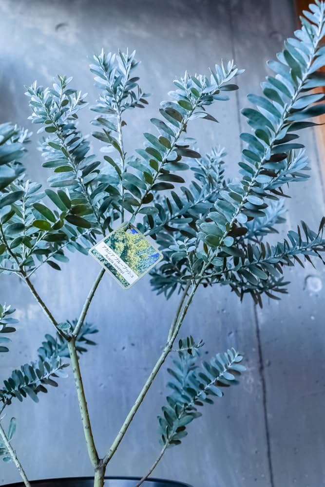 Amazon.co.jp: ミモザ 苗 アカシア ブルーブッシュ 苗木 鉢花