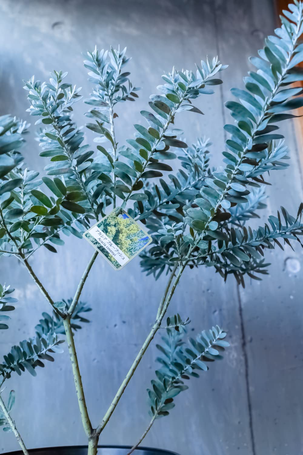 Amazon.co.jp: ミモザ 苗 アカシア ブルーブッシュ 苗木 鉢花 鉢植え