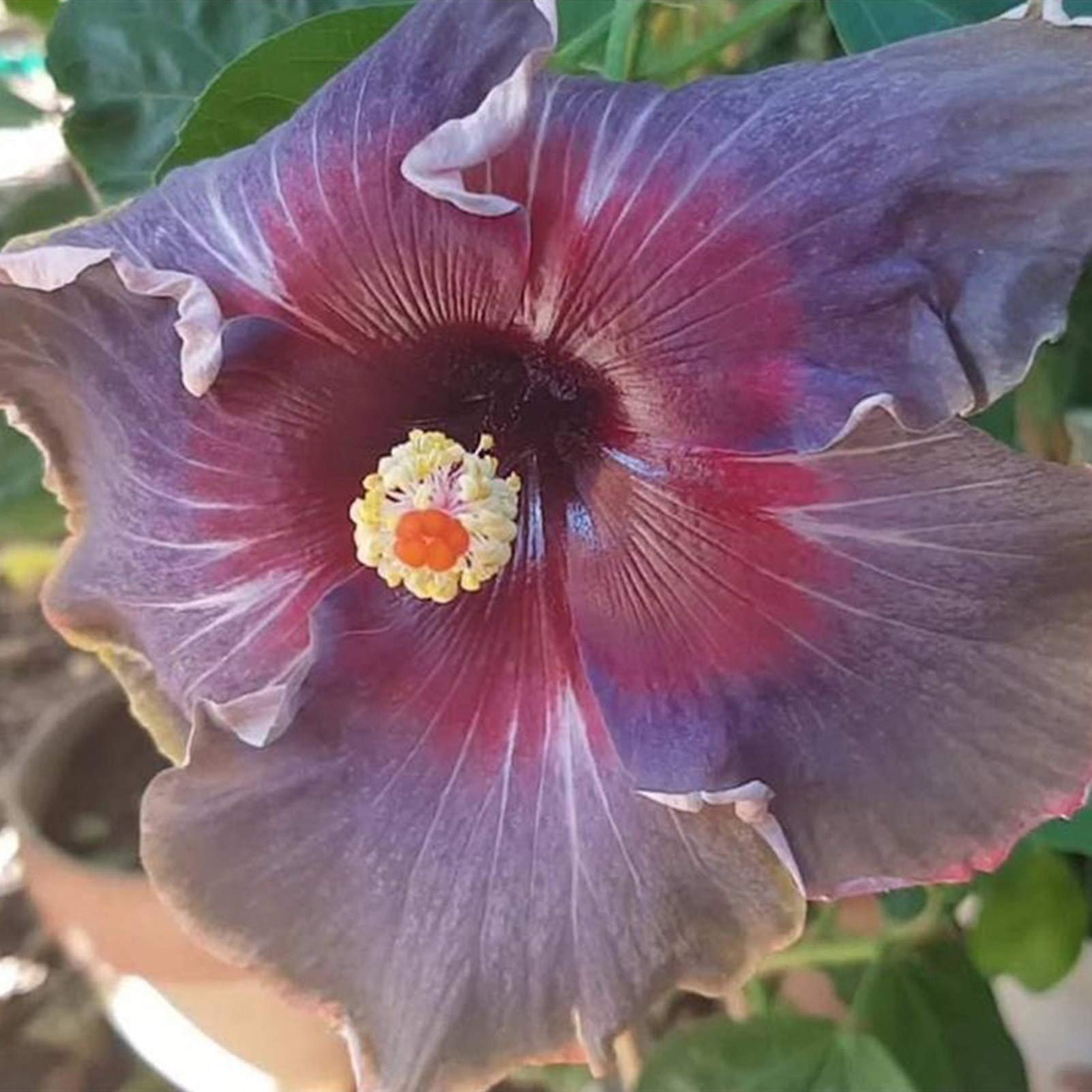 Saterkali Hibiscus Zaden - 50 Stuks Tropische Bloem Voor Tuin En Balkon