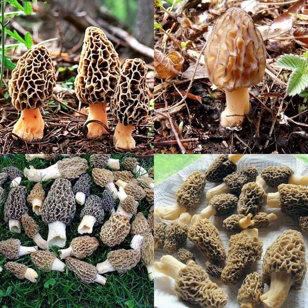 Portal Cool 100uds: Semi 200X Estéril Morel Morchella Conica Bianco di Funghi  Spore Verdure:Seeds Only : Amazon.sg