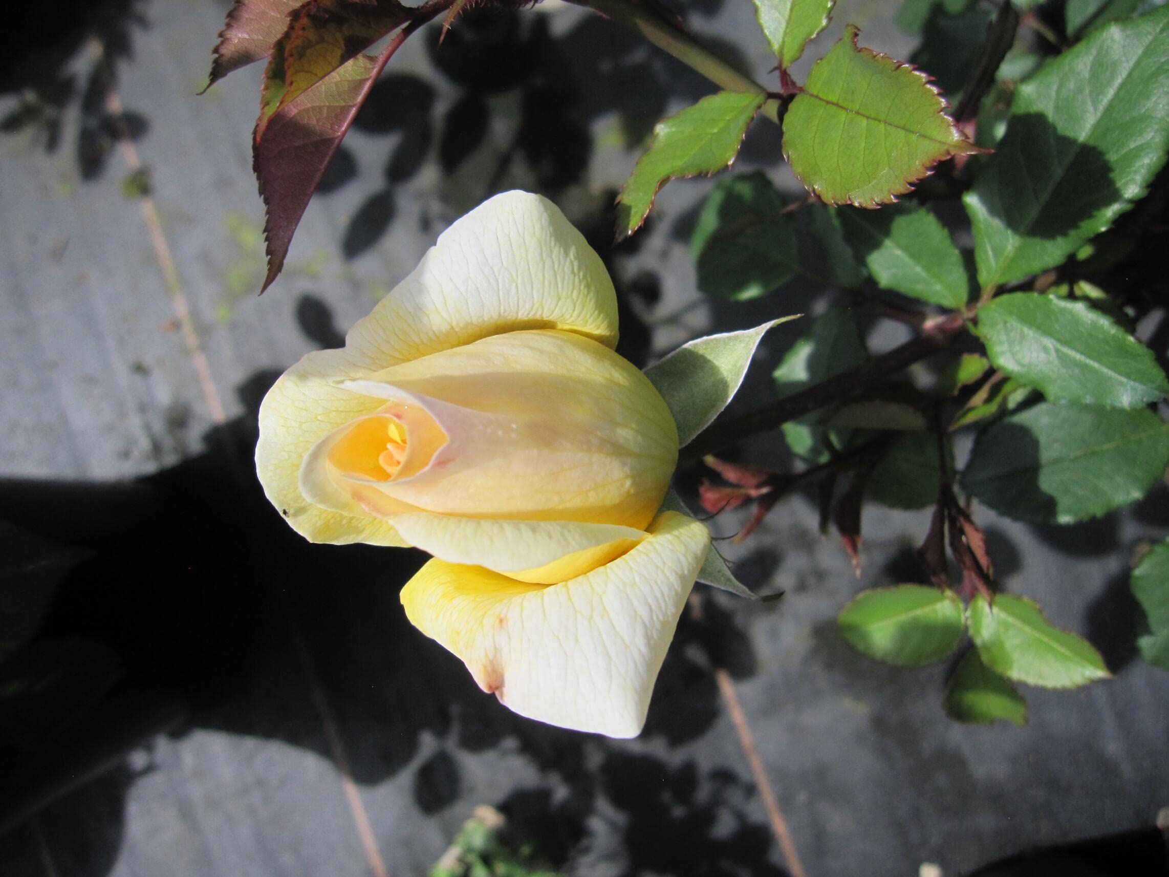 Rosa The Poet's Wife ® - Englische Strauchrose - David Austin Rose