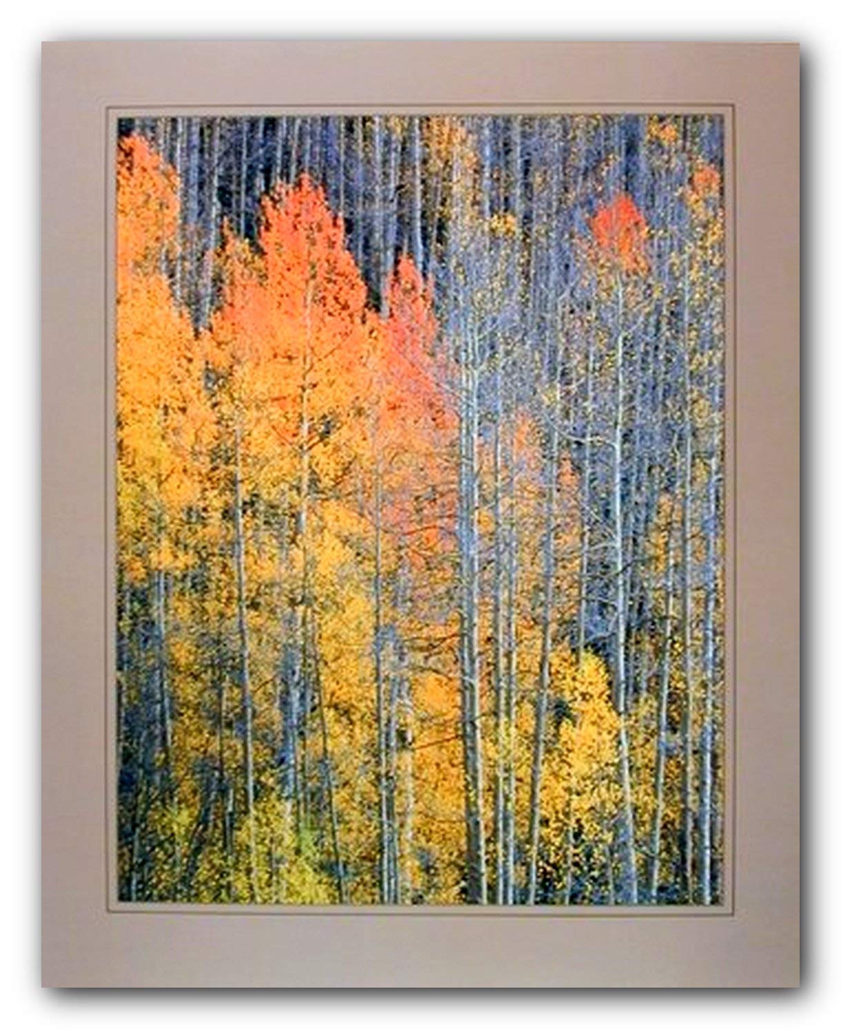 Forest Aspen Tree - Populus tremula - the Fall Willard Clay Nature Landscape Wall Decor picture Art Print Poster (16x20)