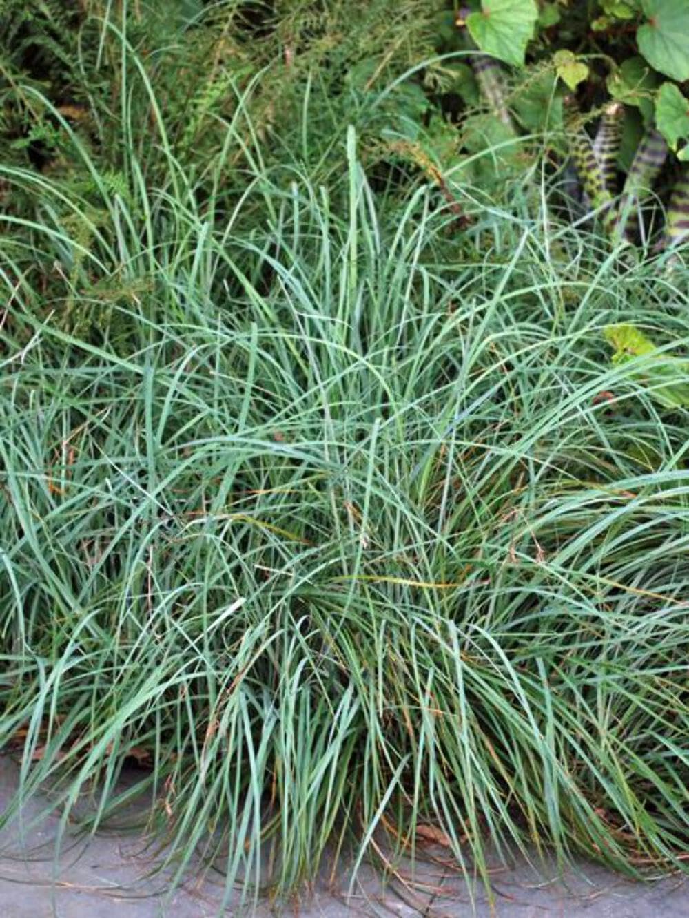 Perennial Farm Marketplace Carex glauca 'Blue Zinger' (Sedge) Ornamental Grass, Size-#1 Container, Cobalt Colored Foliage