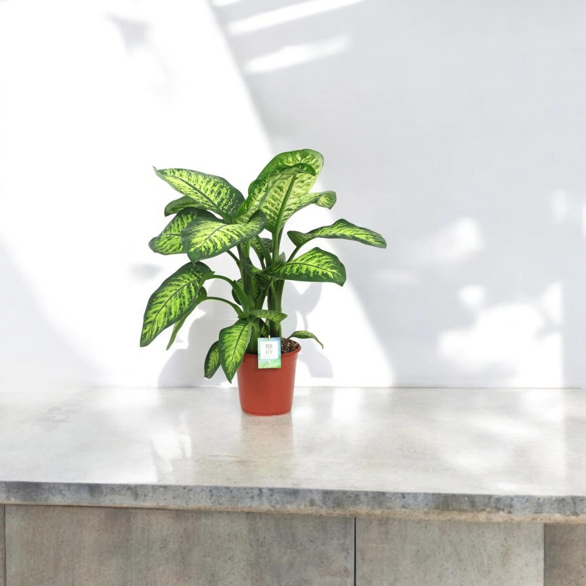 Dieffenbachia seguine 'Lemon tropic' Pianta da Interno, Colore Giallo e Verde, Altezza 80-100 cm, Vaso 24