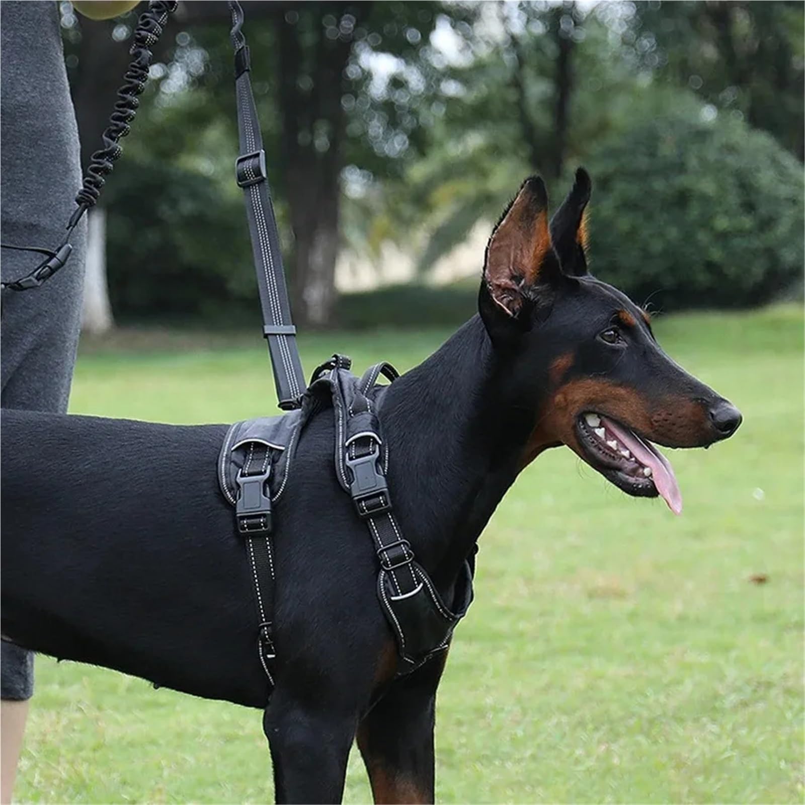 Laisse for Chien Mains Libres for la Marche, la Course, Le Jogging, réglable, Ceinture de Taille, Sangle de Poitrine, Corde de Traction pour Ceinture, Running