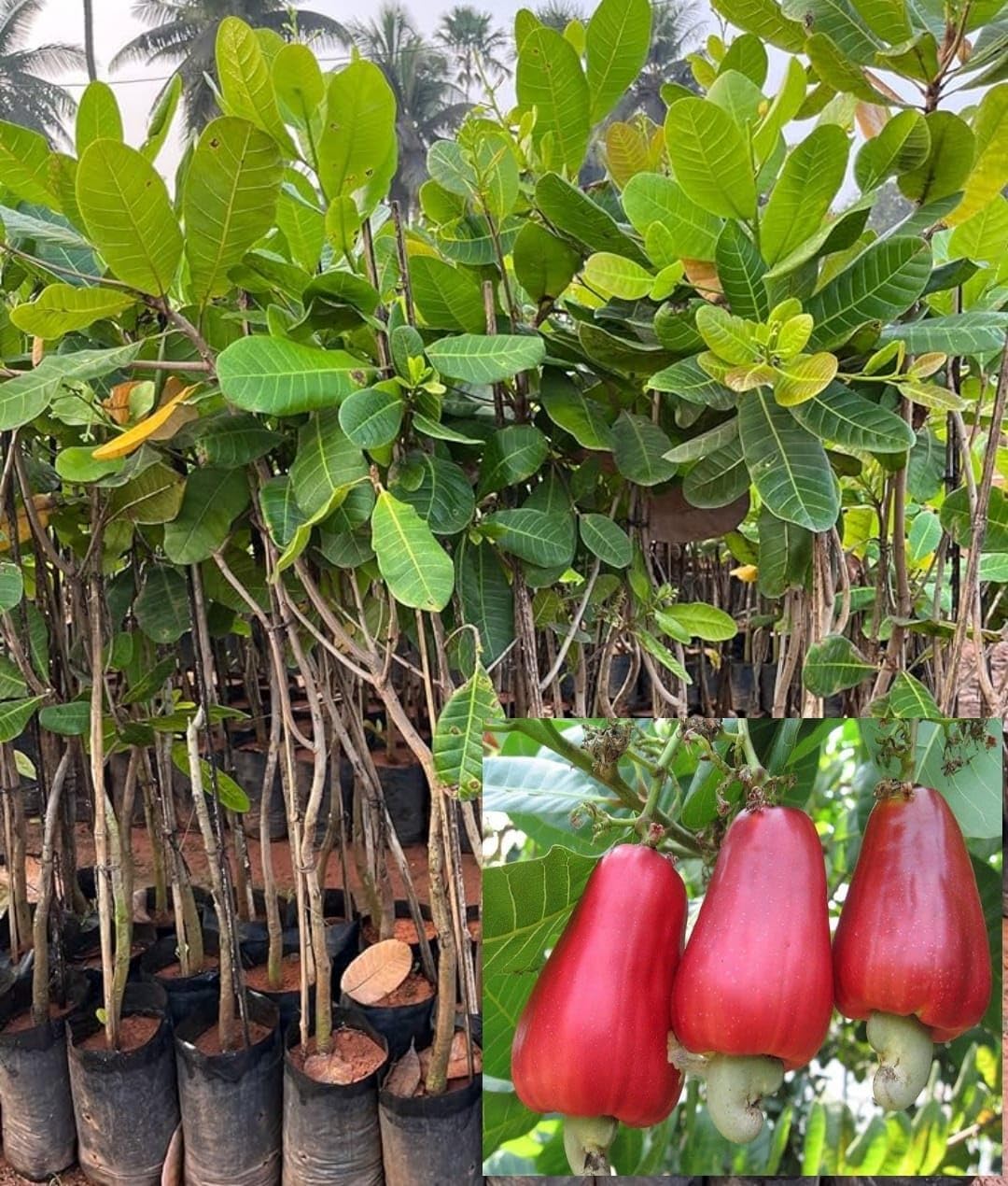 Kaju Plant Live Dwarf Rare Variety, (Height 1-2 Feet) Cashew Plant Healthy Hybrid Original Vaiety Healthy Tree (Pack Of 1) Live Plants For Home Garden-image-31