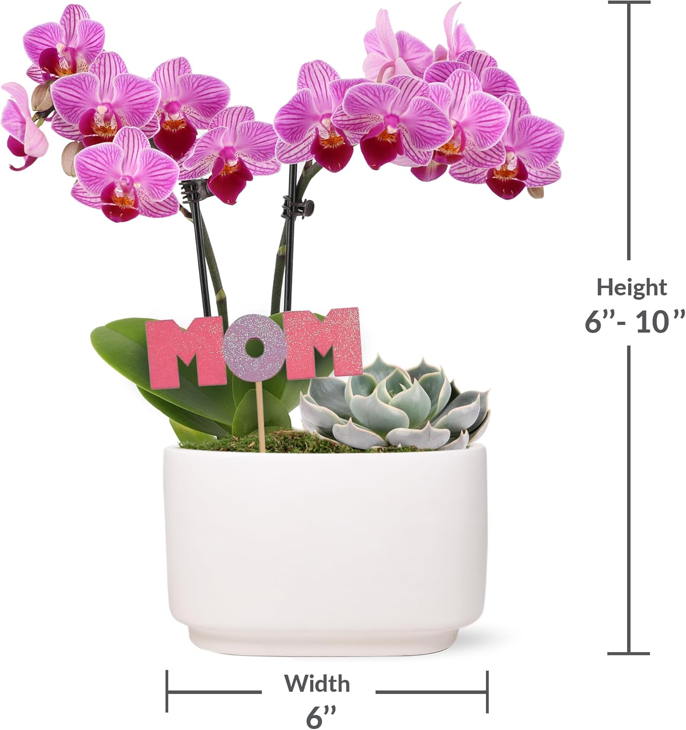 Green Circle Growers 4" Pink Orchid and Succulent Duo in White Pot with Mom Pick, Live Indoor Plants, House Plant