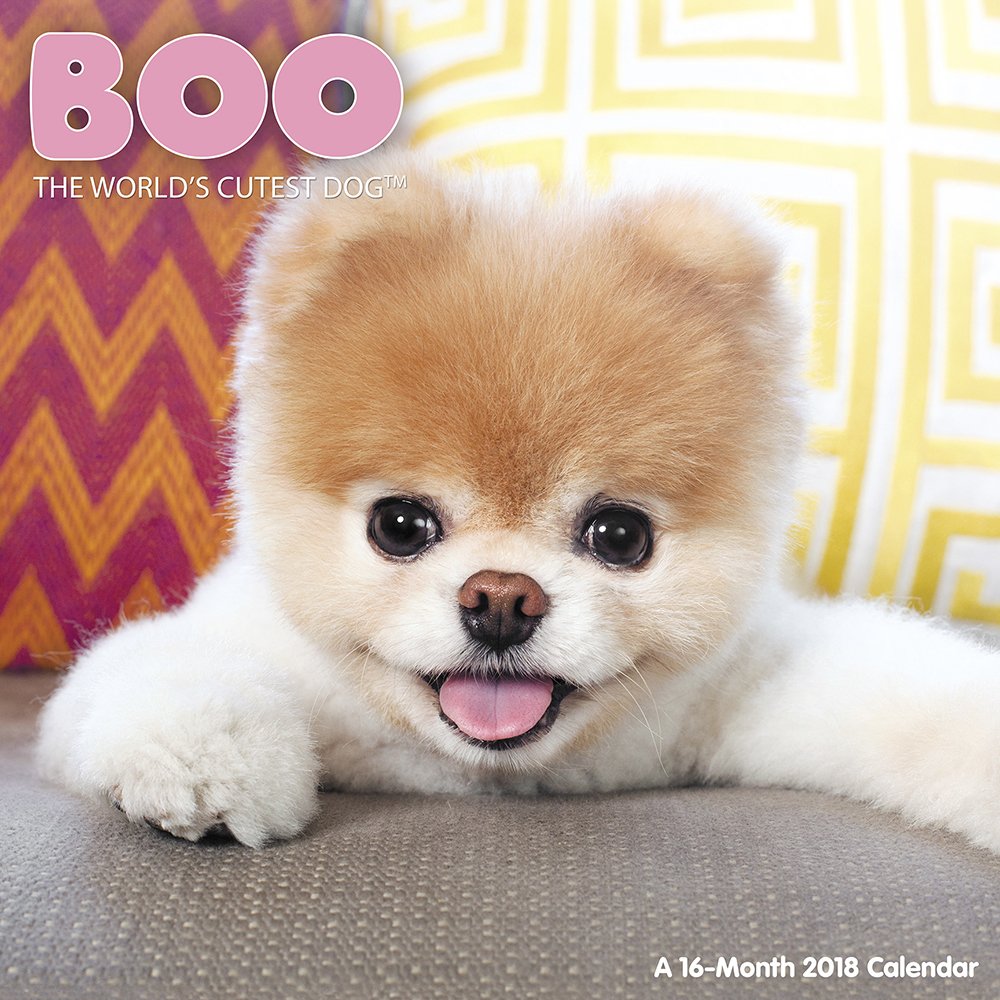 Is Boo The Dog Still Alive 2018