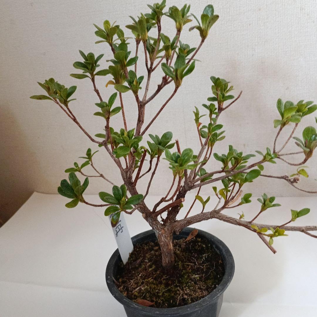 盆栽　皐月　(都牡丹)　樹高45cm Amazon｜皐月盆栽絹牡丹｜観葉植物 オンライン通販