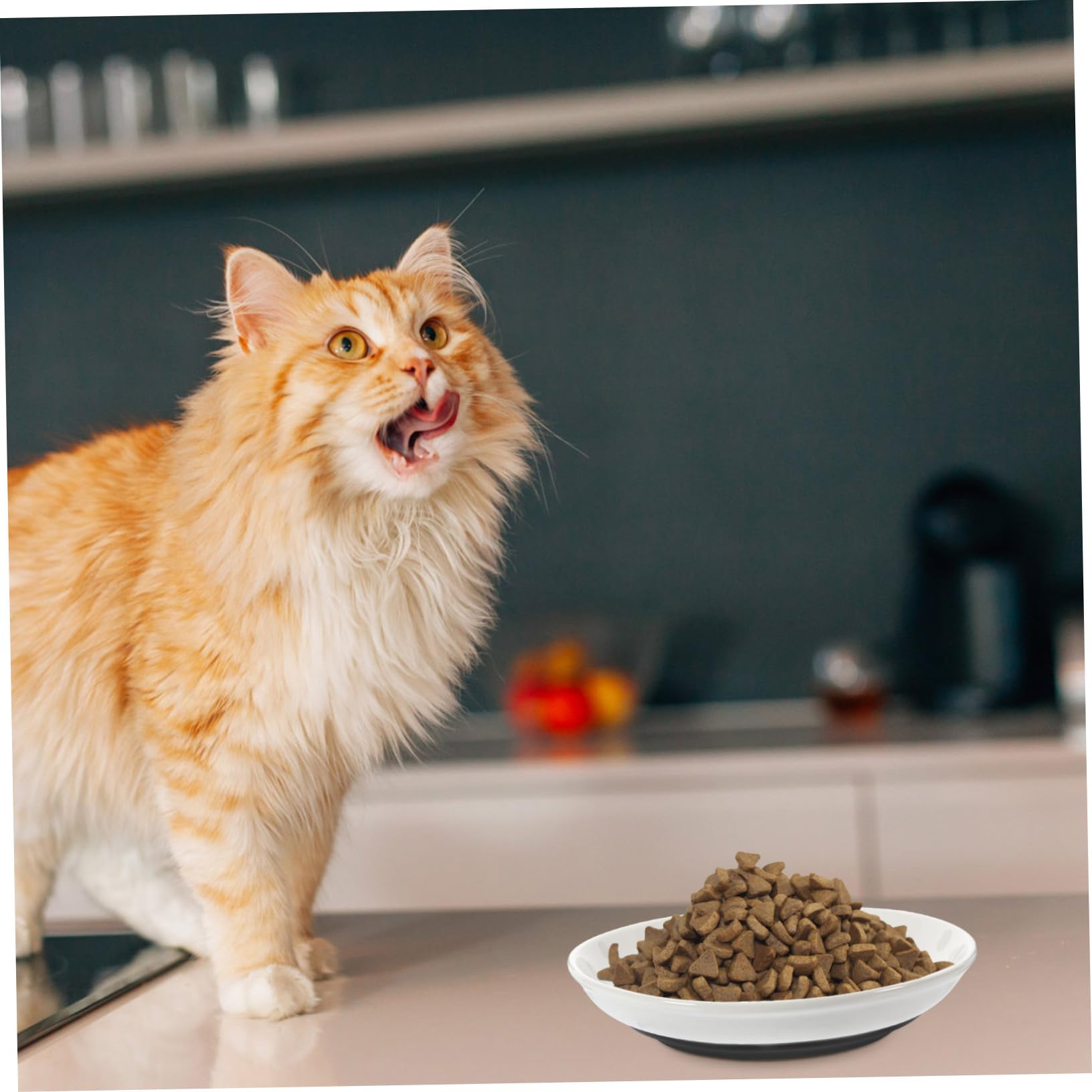 VANZACK Ciotola per Gatti in Ceramica, 3 Pezzi, Bassa e Ampia, Fondo Antiscivolo in Silicone, per Piccoli Gatti, Pappa e Acqua