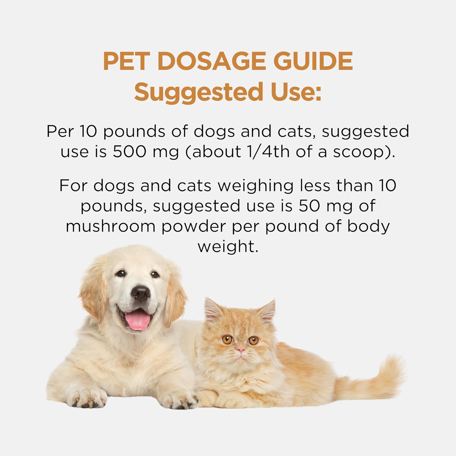 Ascent Nutrition Organic Agarikon Mushroom Powder | Supports Healthy Respiratory and Immune Function | Mycelium Powder | 30 Servings - Image 7