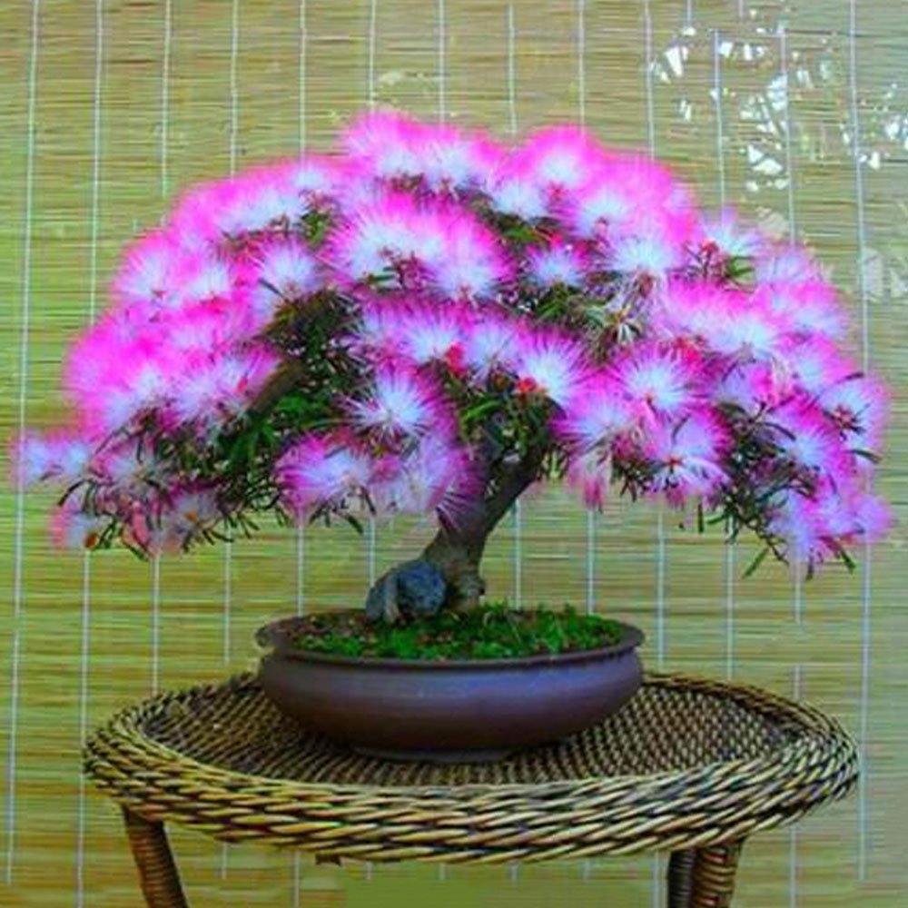 Leaftree Acacia Tree Seeds 20pcs Bonsai Flower Seed Plant Seeds |  Desertcart Seychelles