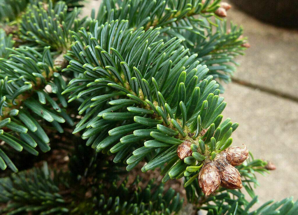 Abete del Caucaso "Abies nordmanniana" Albero di Natale in mastello ø40 cm h. 100/120 cm