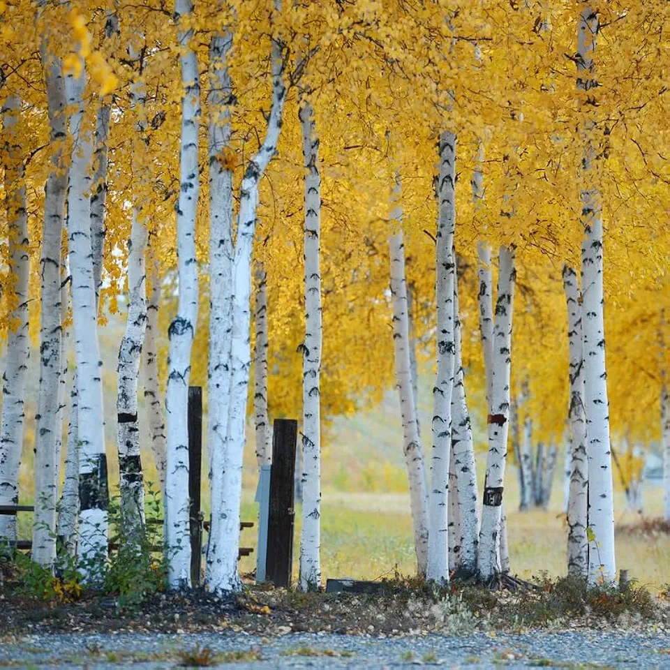 Bare-Root Quaking Aspen 24 to 36 in