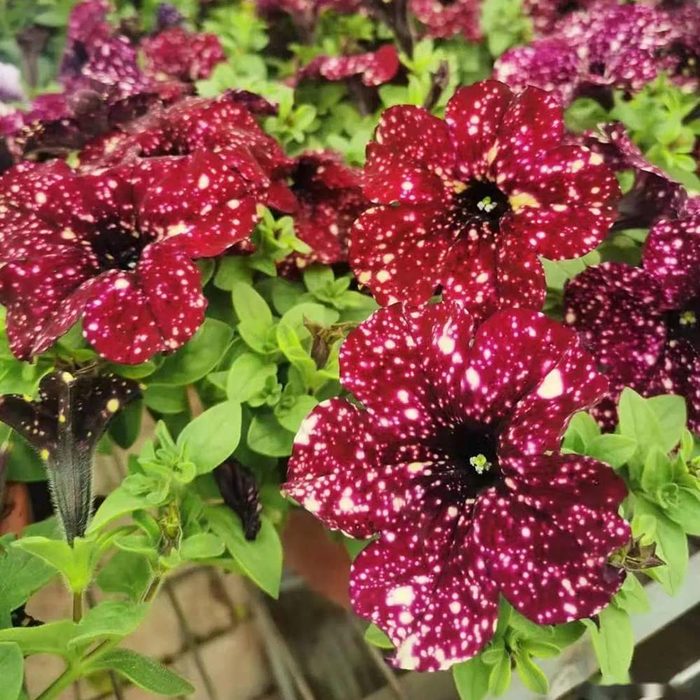 100pcs Dark Red Seeds Easy to Plant Climbing Colorful Flowers for Balcony Hanging Basket Planting Night Sky Decoration