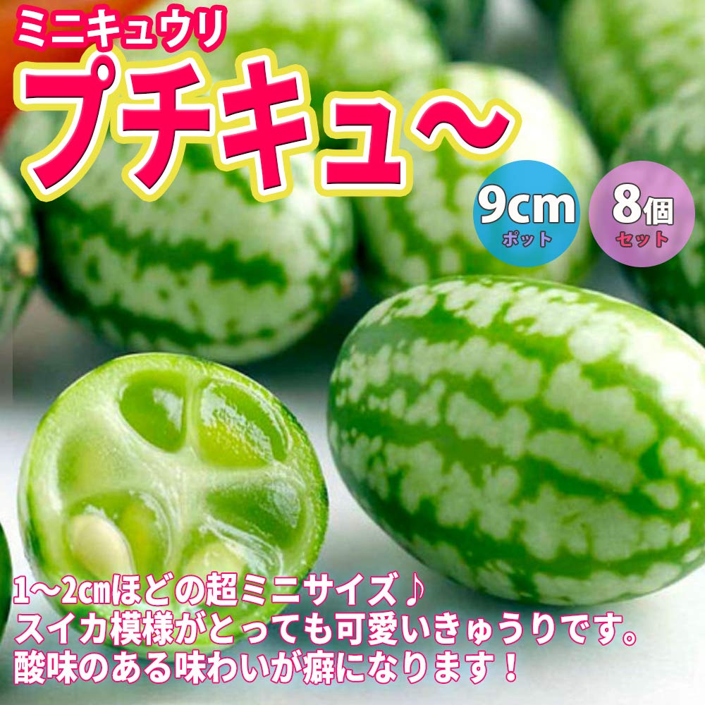 Amazon.co.jp: ITANSE キュウリ苗 プチキュー 3～3.5号 8個