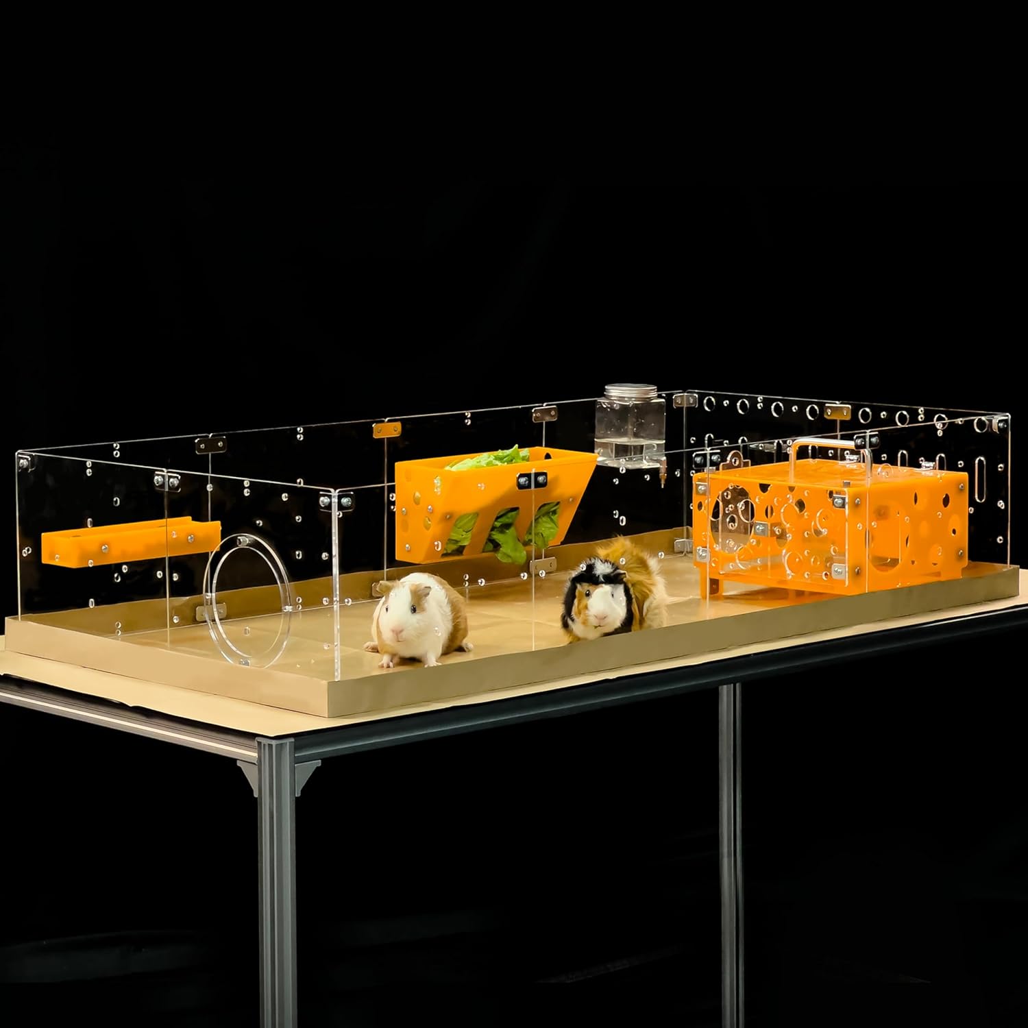 GuineaLoft™ Acrylic Cage (Model-A2) - Large 4x2ft Open Cage for Guinea Pigs, Rabbits, Button Quails, Hedgehogs, Small Animals That Need Roaming Space - Visit The GuineaLoft Store to See More