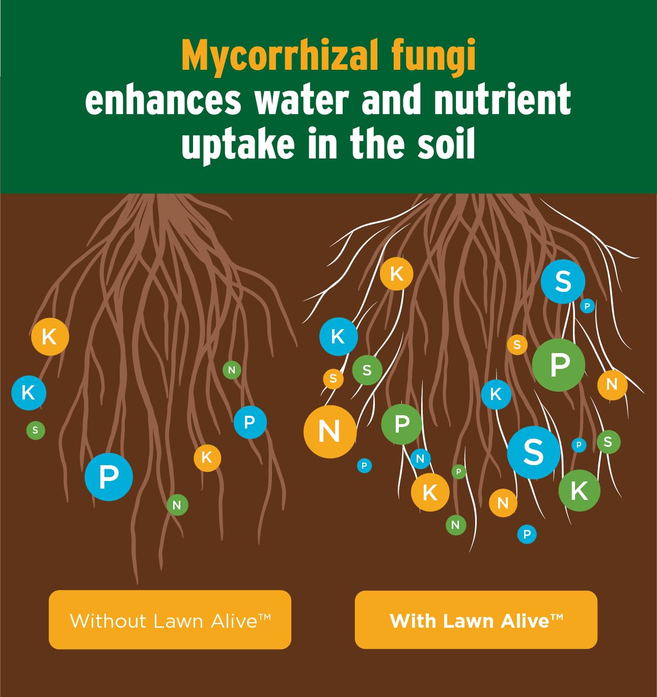 The Andersons Lawn Alive 15-0-0 Fertilizer and Soil Treatment with Endomycorrhizae Fungi - 128 fl oz