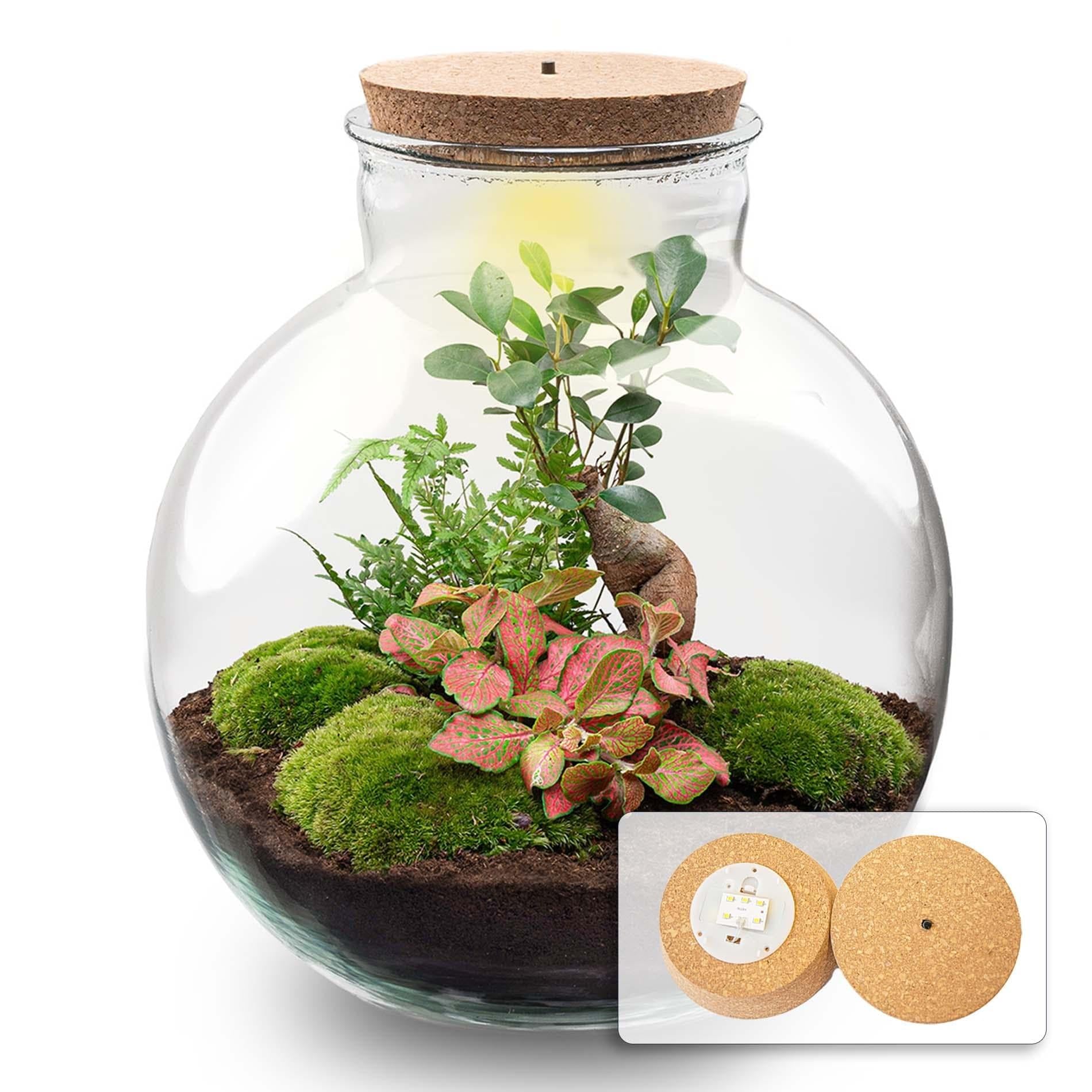 Terrario Bolder Bob Bonsai, kit fai da te + LED, mini giungla, per casa e ufficio, fai da te e sostenibile