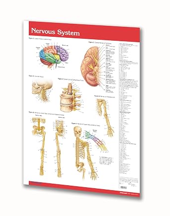 Permacharts Nervous System and Circulatory System Wall Chart - 24" x 36" Laminated Poster - Medical Quick Reference Guide