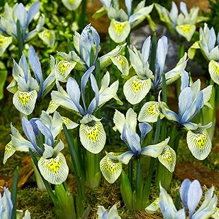 25x IRIS Histroides Katharine Hodgkin Bulbs -Spring Flowering Garden Bulbs Indoor Outdoor Plants-Garden Spring Flowering Plants Bulbs, Ready for Planting Now