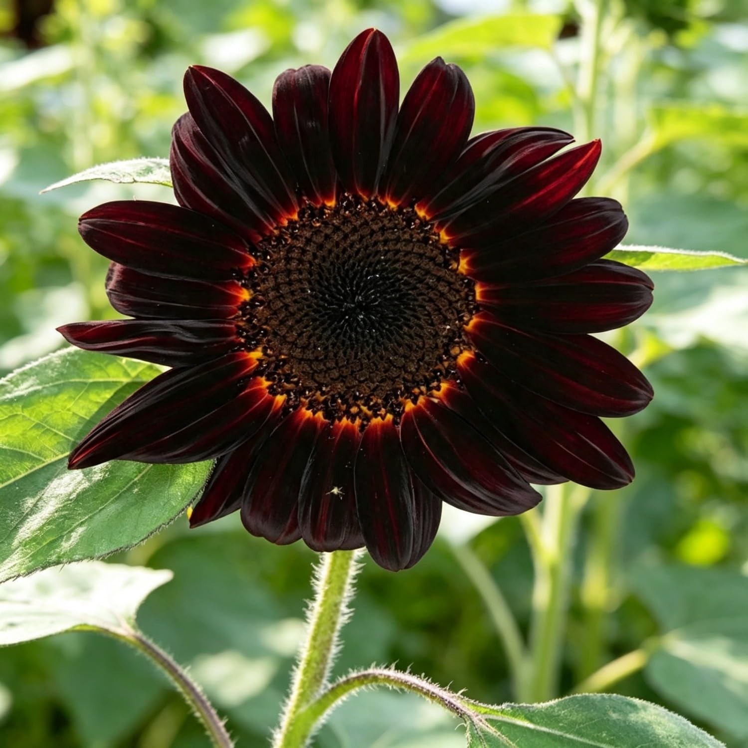 Teddy Bear Sunflower Seeds-Hardy Perennial,Excellent Display,Thrives