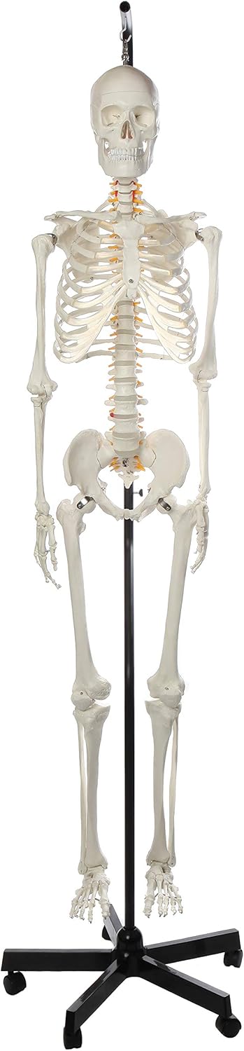 Axis Scientific Classic Human Skeleton with Study, Numbering Guide, and Hanging Stand - skeletal system anatomy model, Human anatomy system miniature, educational model.