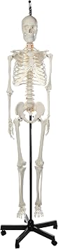 Axis Scientific Classic Human Skeleton with Study, Numbering Guide | Hanging Stand, skeletal system anatomy model, Human anatomy system miniature, educational model.