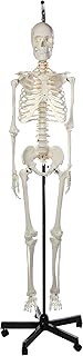 Axis Scientific Classic Human Skeleton with Study, Numbering Guide, and Hanging Stand