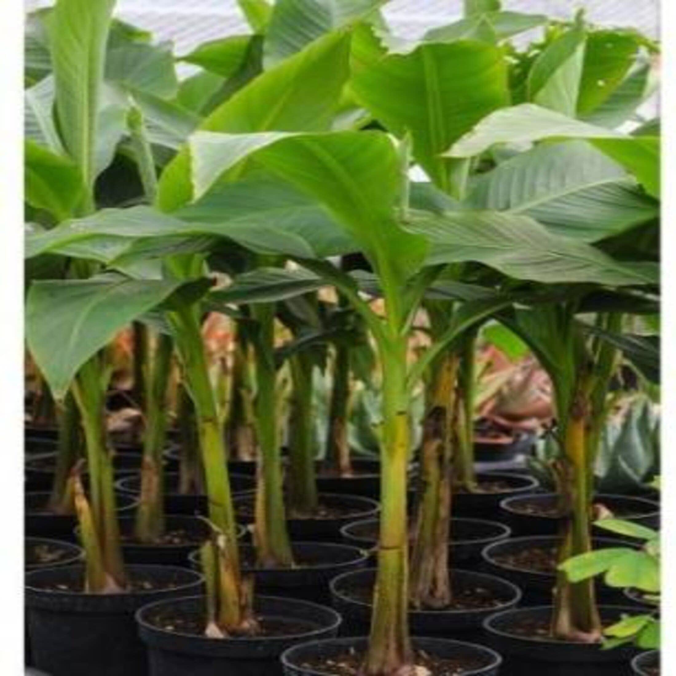 Platone Banana Plant Pisang Raja Banana Hybrid Plant For Outdoor