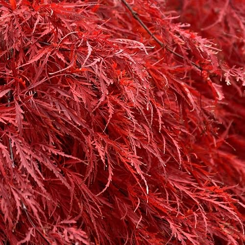 Miniatura 2 de Brighter Blooms - Árbol de arce japonés Tamukeyama, 2-3 pies - Deslumbra los ojos con un centro de mesa de follaje brillante - No hay envío a AZ