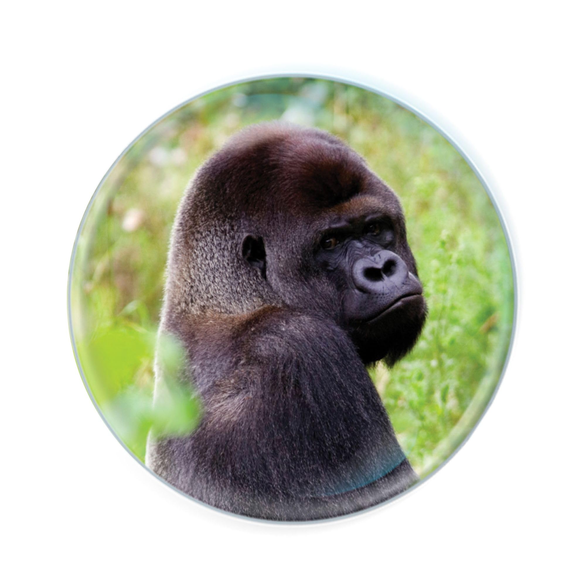 Deluxebase Magnidome Gorilla Fridge Magnet. Crystal Glass Dome Animal Magnet, Strong Decorative Magnet for Kitchen Accessories, Novelty Gifts and Cute Office and Home Decor.