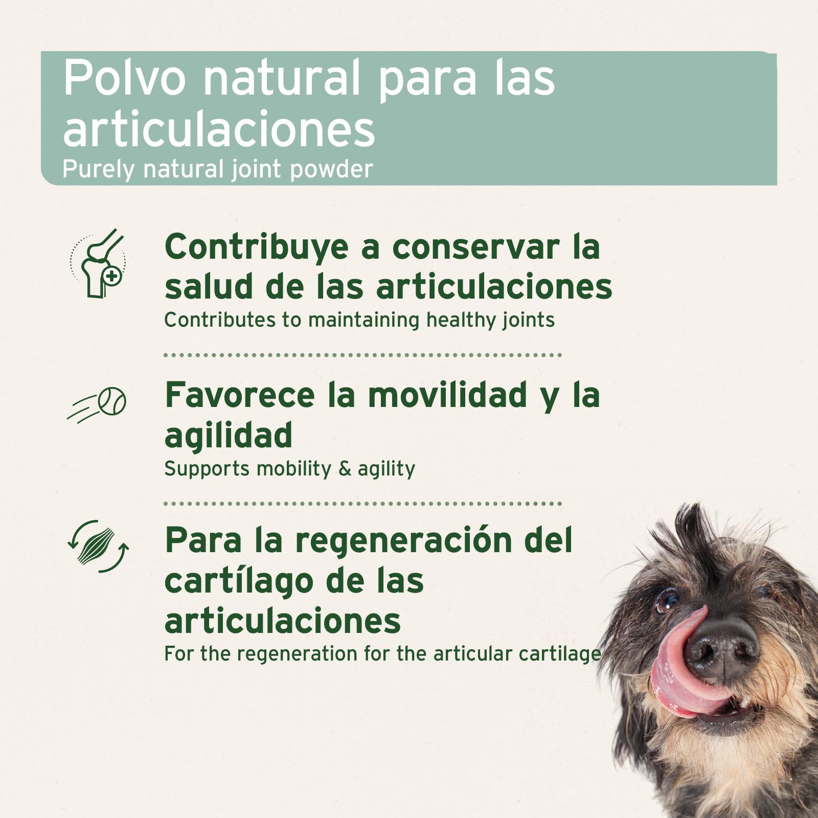AniForte Polvo de mejillón de Labios Verdes 250g para Perros y Gatos. Condroprotector Natural, 3,3% glicosaminoglicanos y Alto Contenido graso. Apoya la Salud Articular.