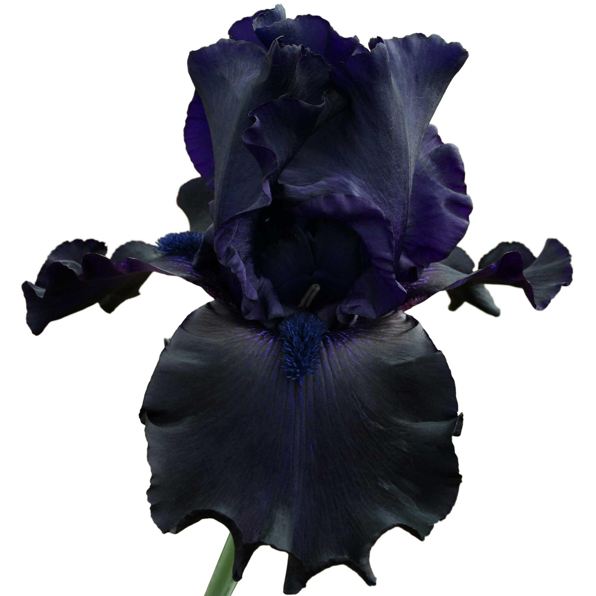 Ghost Train Bearded Iris