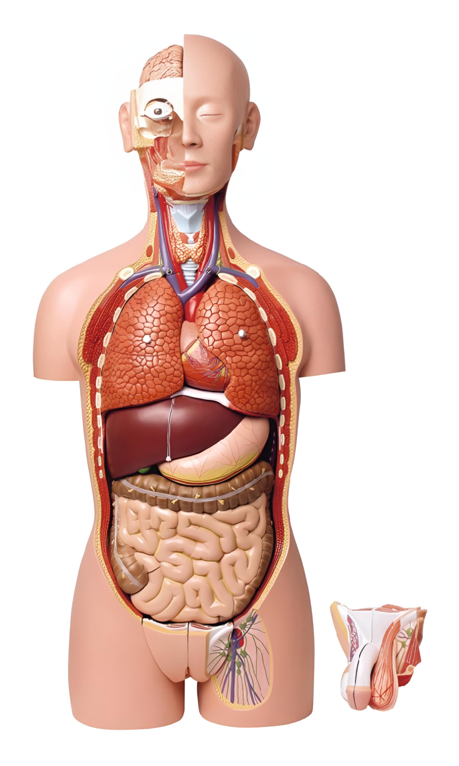ZX | Human Torso Deluxe Model 85 cm. 27 Parts 2-in-1 PVC