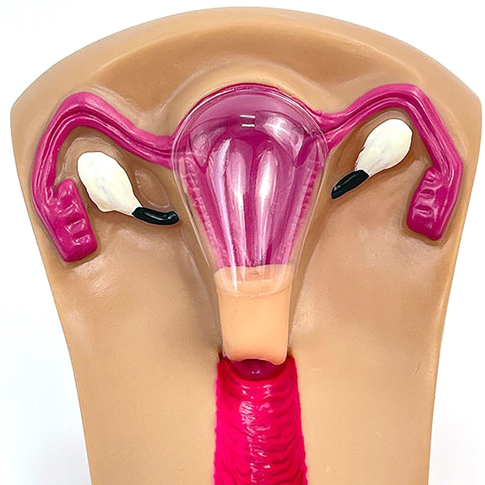 Intrauterine Gerät Trainingsmodell, transparentes PVC-Uterus- und Eierstockmodell, Einsetzen und Entfernen von Intrauterinpessar