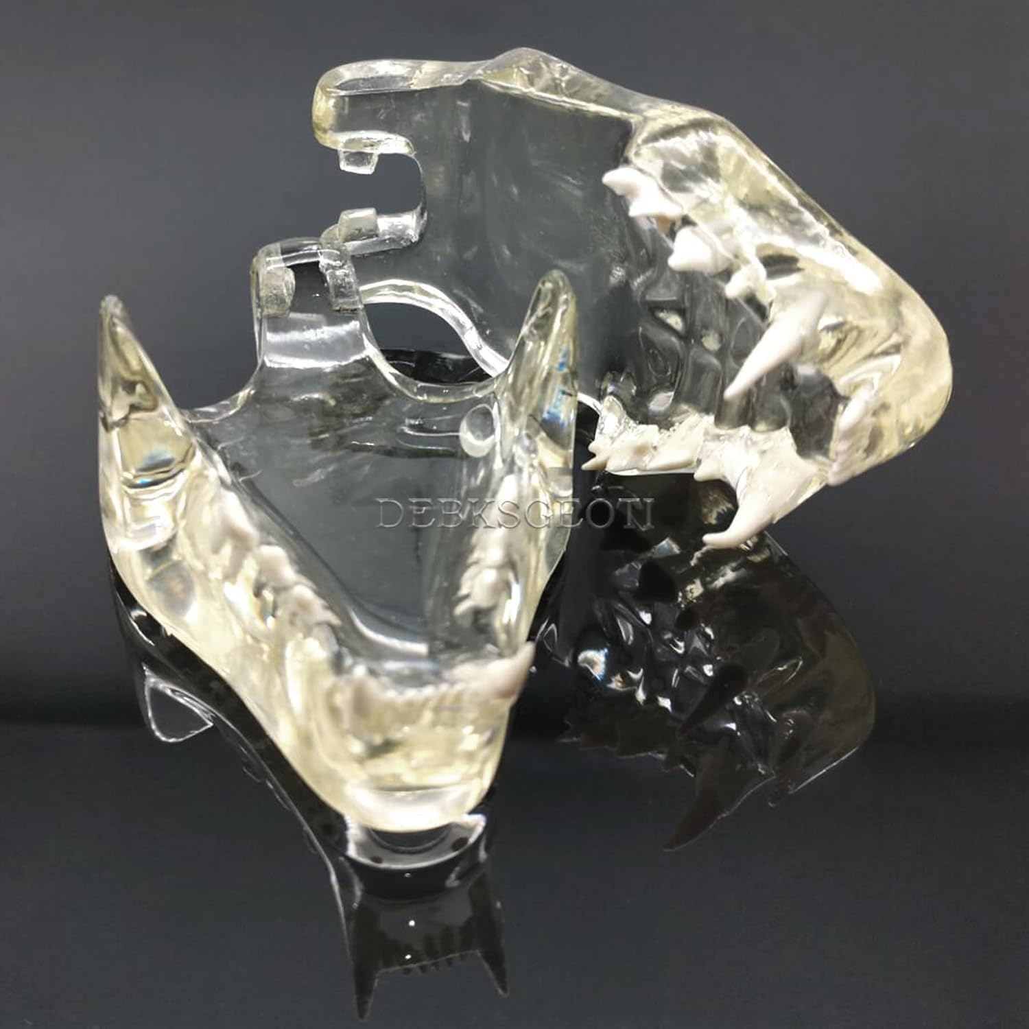Feline Jaw Dental Cat Oral Clear Typodont Teeth Model Pet Clinic Anatomical Tooth Jaw for Veterinary Office Education Decoration Demonstrate (Cat Teeth Model)