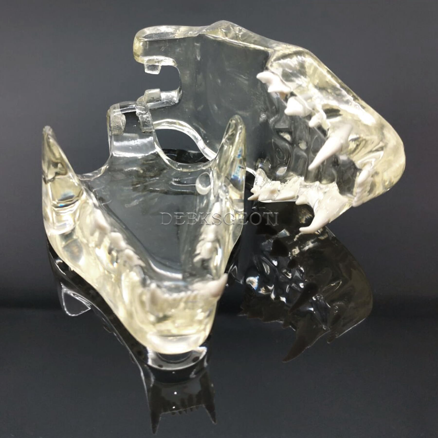 Dental Cat Oral Typodont Modelo de dientes transparentes Clínica de mascotas Mandíbula de dientes anatómicos para caninos veterinarios Oficina Educación Decoración Demostrar (Modelo de