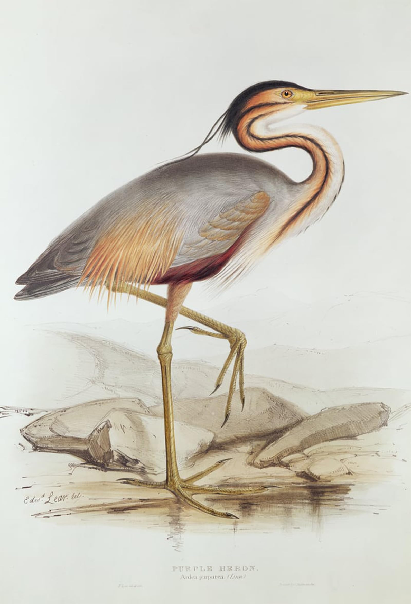 Affiche Héron pourpre par Edward Lear toile décoration maison 60x90cm