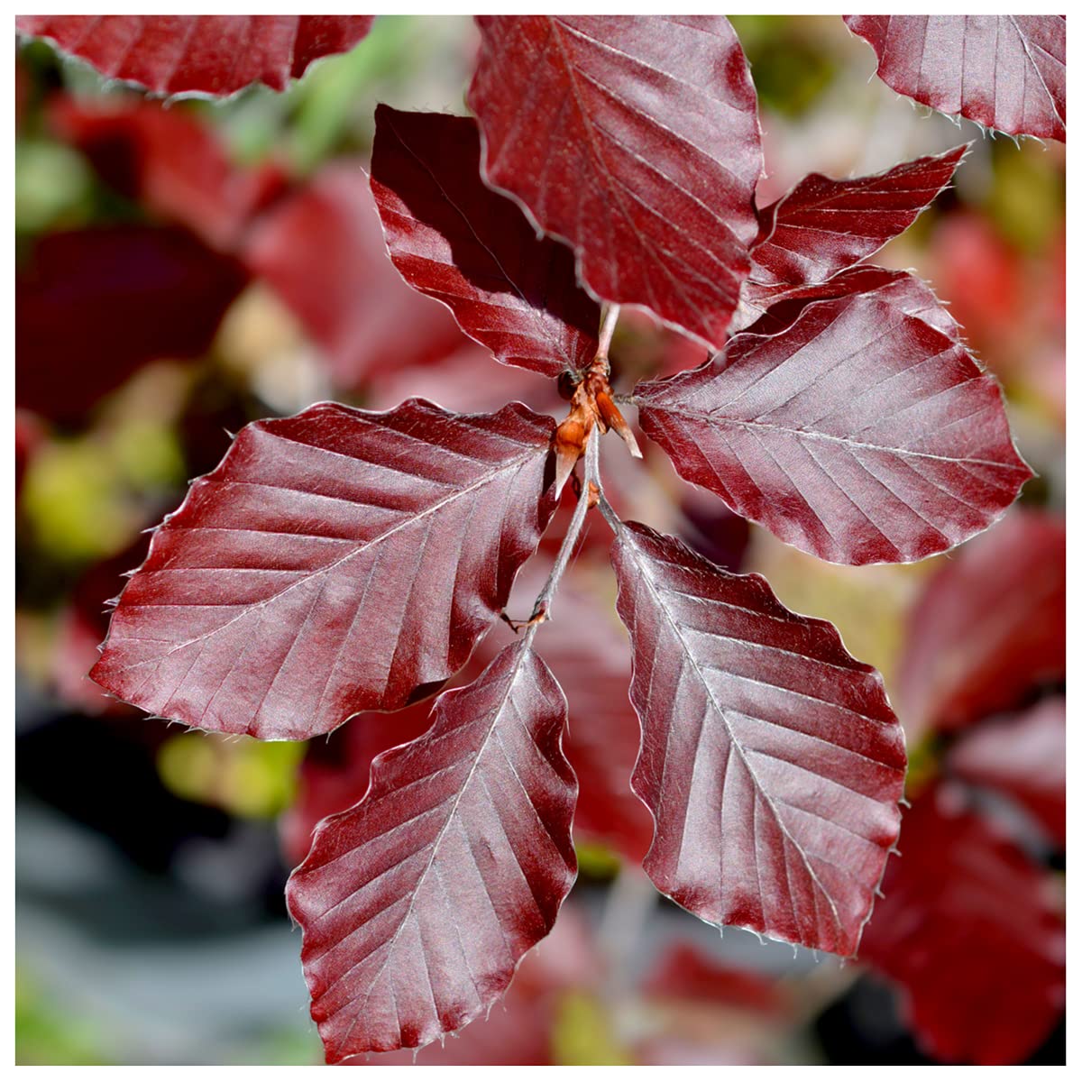 3 Copper Beech 1-2ft Purple Hedging Trees, Stunning All Year Colour in 1L Pots 3fatpigs®