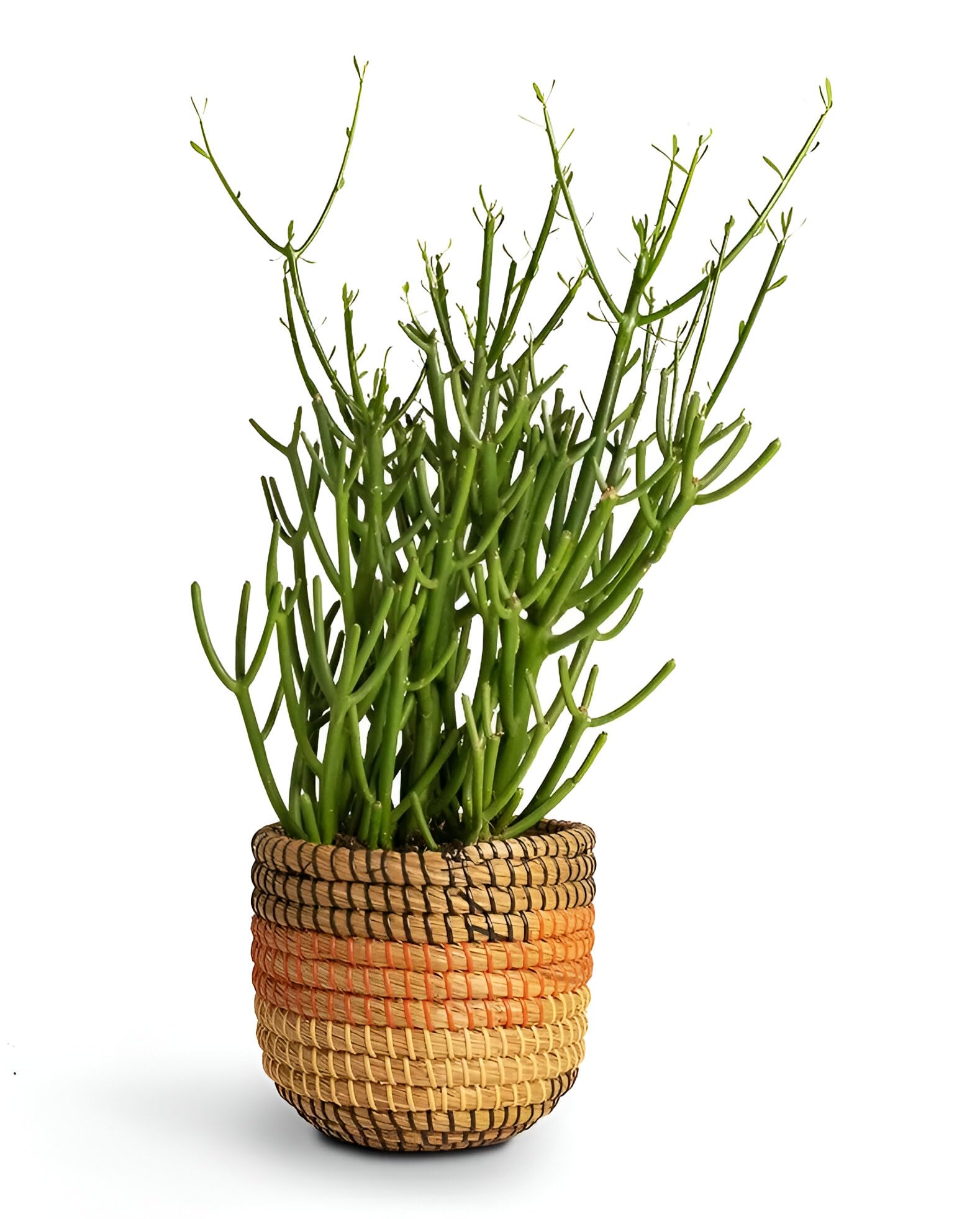 ABEFARIYA Pencil Cactus Plant| Euphorbia Tirucalli Milk bush Plant - with Grow bag -(height 30-35 c.m.) for home gardening (Pack Of - 1)
