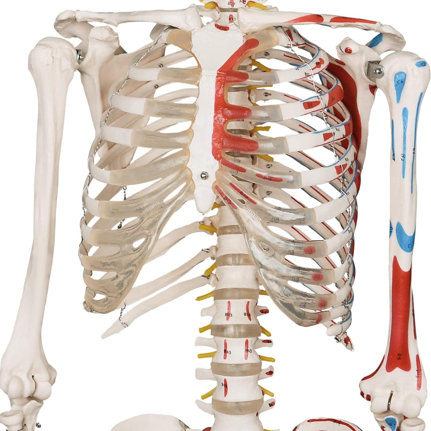 Model szkieletu ludzkiego 180 cm Szkielet anatomiczny naturalnej wielkości ze stojakiem, ruchome, zdejmowane kończyny, szkielet anatomiczny całego ciała