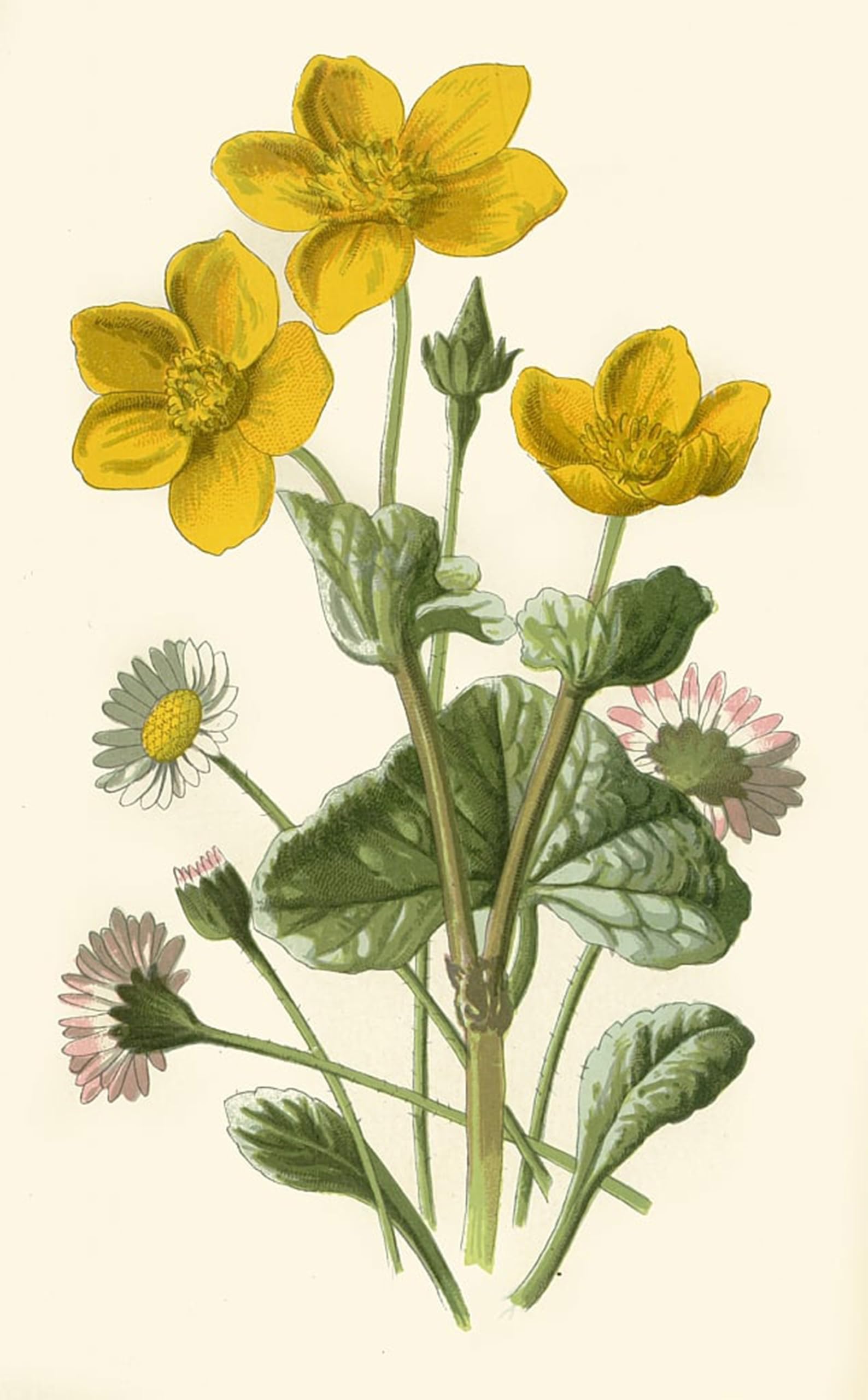 POSTERIIk Vintage Art Print Images Pictures Print Daisy & Marsh Marigold by Frederick Edward Hulme Modern Colour Posters for Office Home Decor 60x90cm