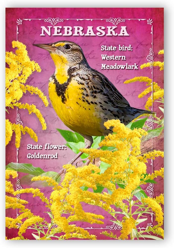 Nebraska State Bird And Flower Postcards - Set Of 20 Identical 4x6 Inch Cards, Made In USA
