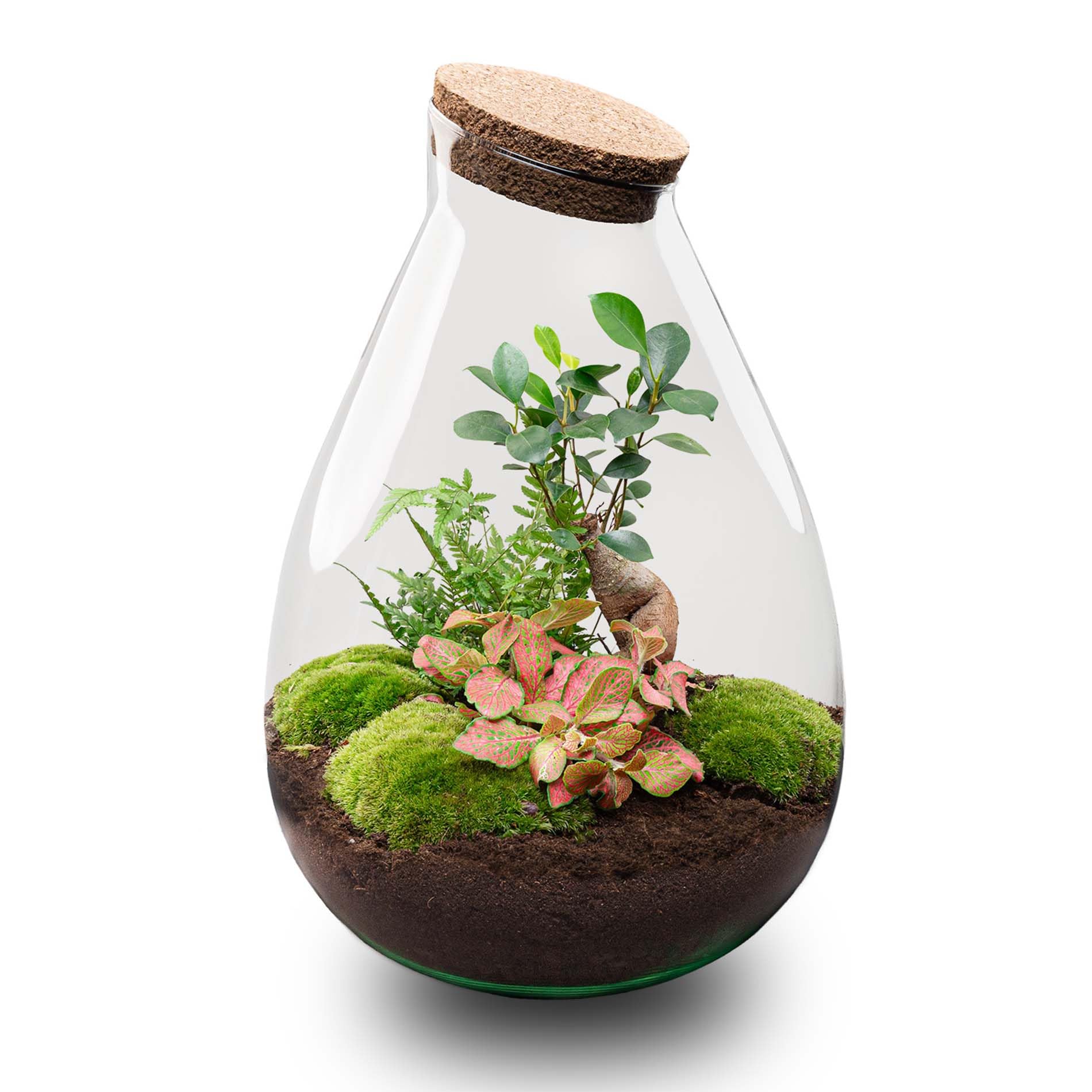 Drop XL Terrarium Rot DIY Kit für Pflanzen Ø 24 cm Höhe 37 cm Nachhaltiges Ökosystem mit Kork