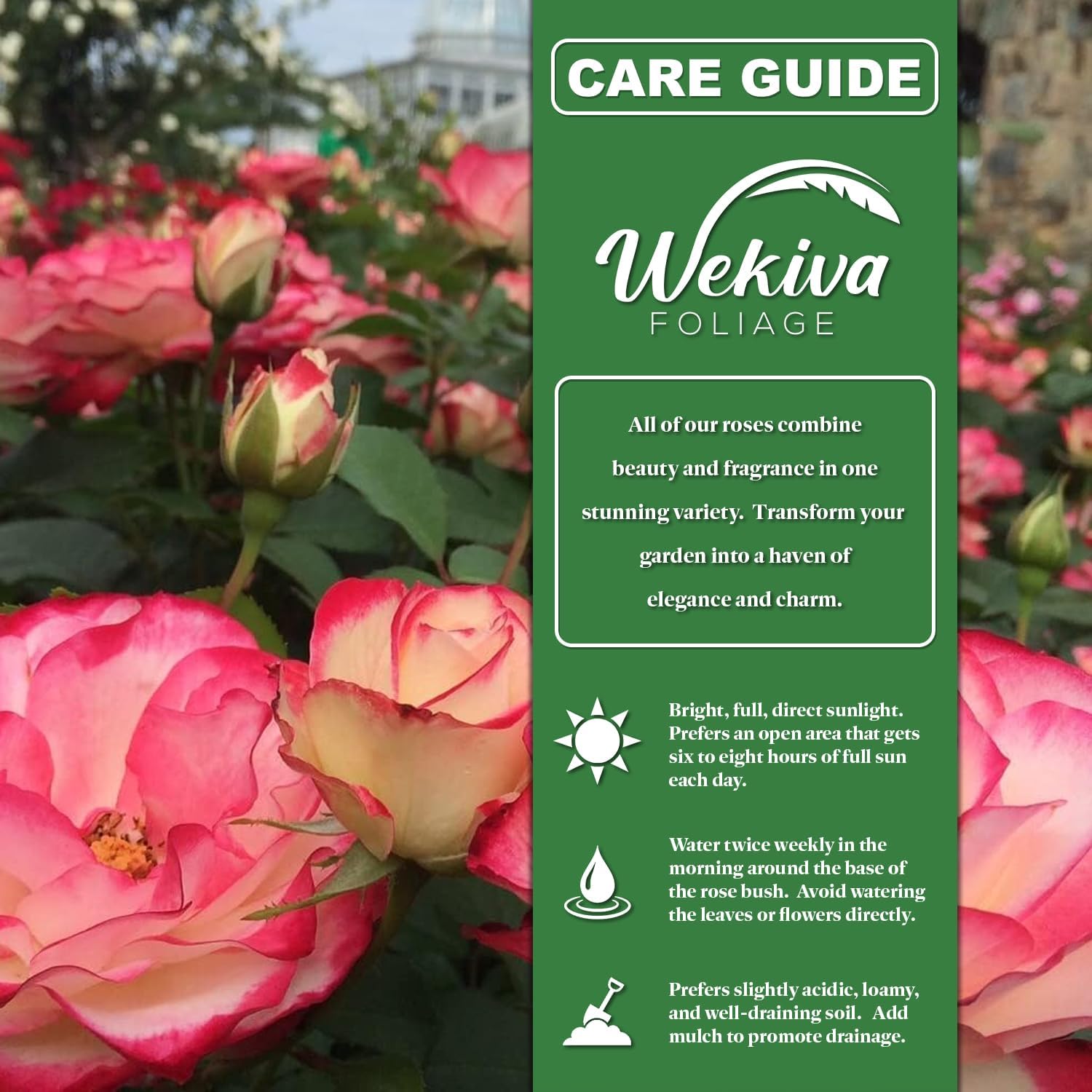 Rose Bush Variety Pack - 5 Live Starter Plants in 2 Inch Pots - Grower's Choice One Each of Multiple Rose Varieties - Beautiful Fragrant Roses from Florida