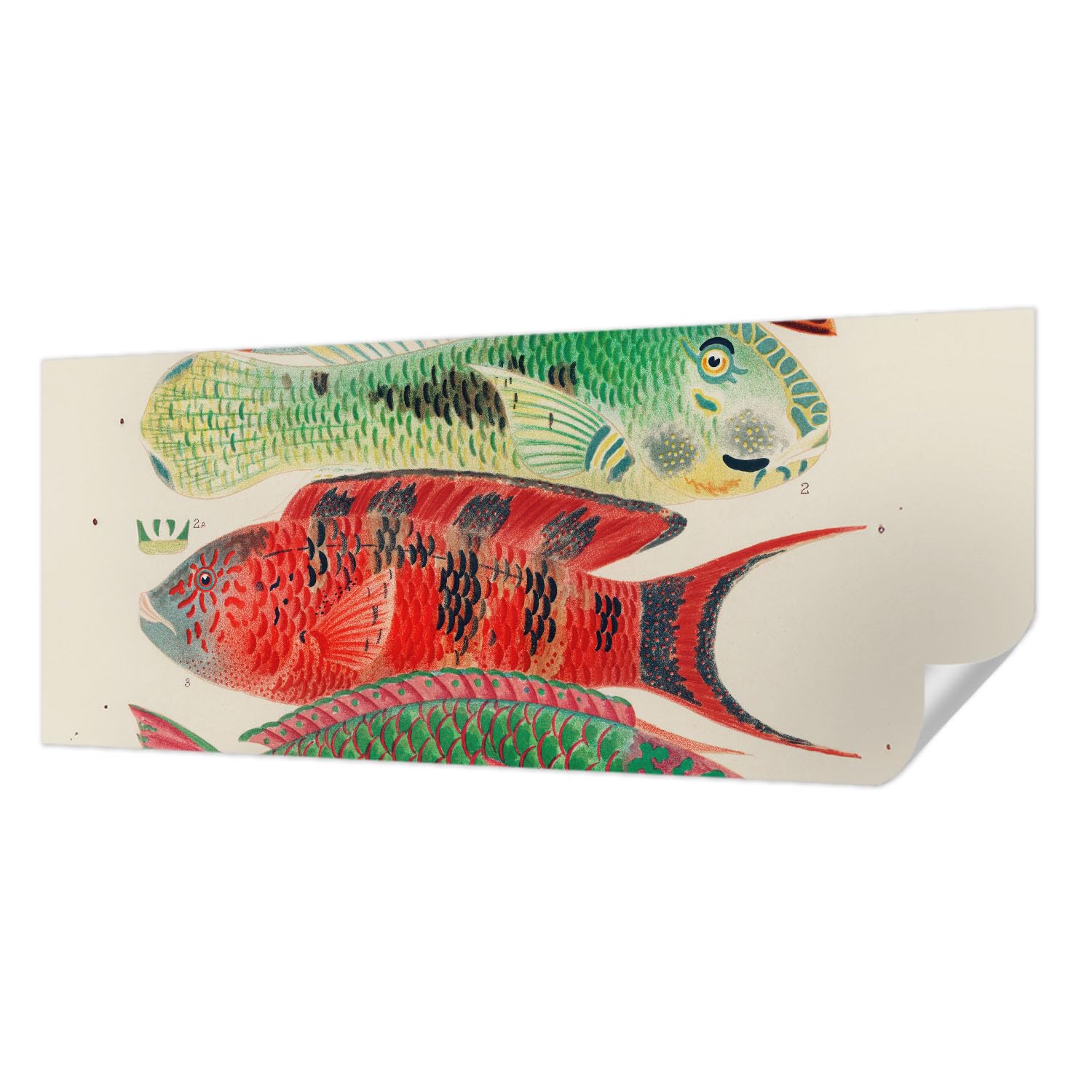 Papier peint panoramique poissons exotiques pour salon et chambre