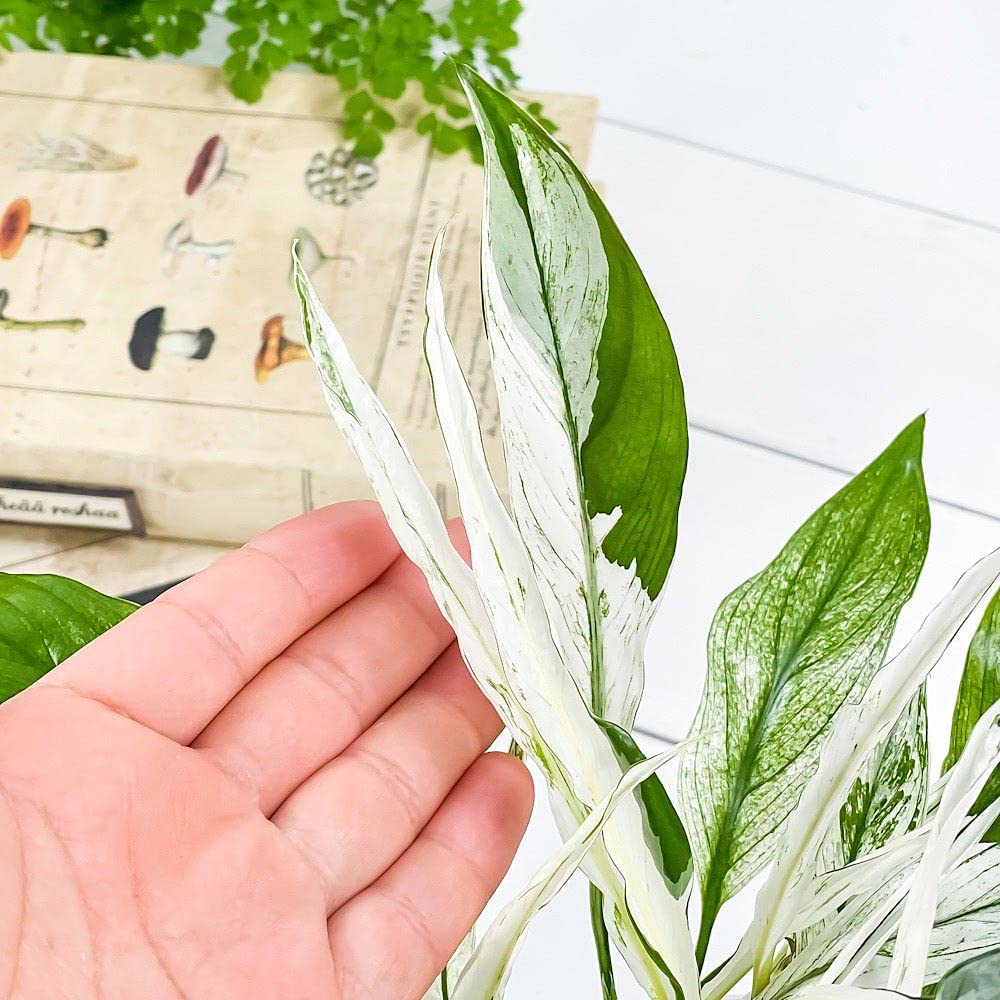 Amazon.co.jp: PLANCHU 観葉植物 スパティフィラム ワリシー